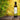 Olio EVO San Biase: la sua anima verde e sostenibile